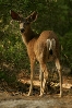 Mule Deer.jpg